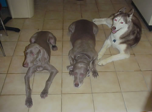 Amber, Fawn, and Frosty