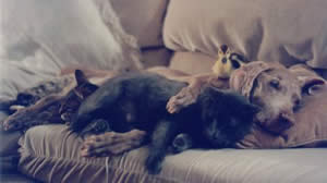 Ginger, Tiger, Nipper, and Duckie