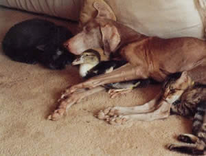 Ginger, Tiger, Nipper, and Duckie