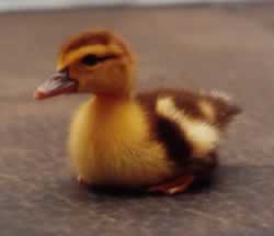 Duckie