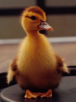 Duckie