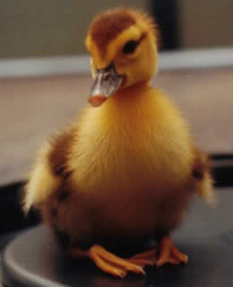 Duckie