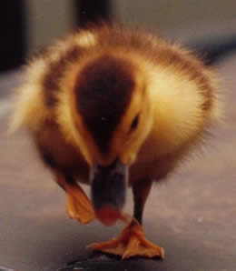 Duckie