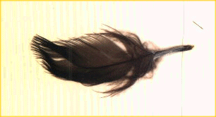 feather