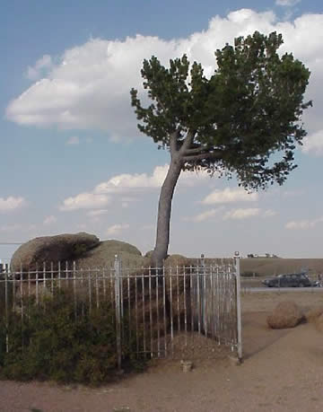Tree Rock